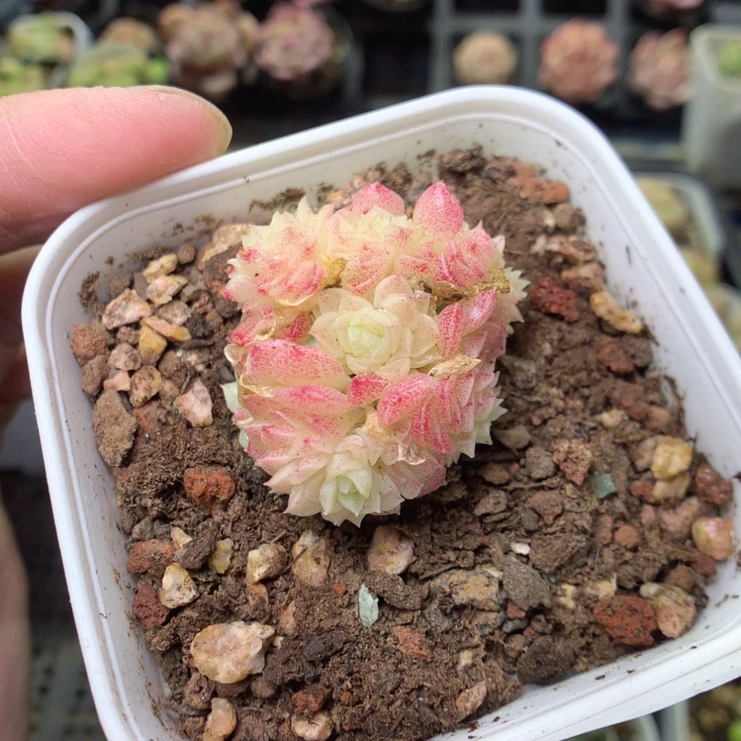 E87g y y y y y y y y