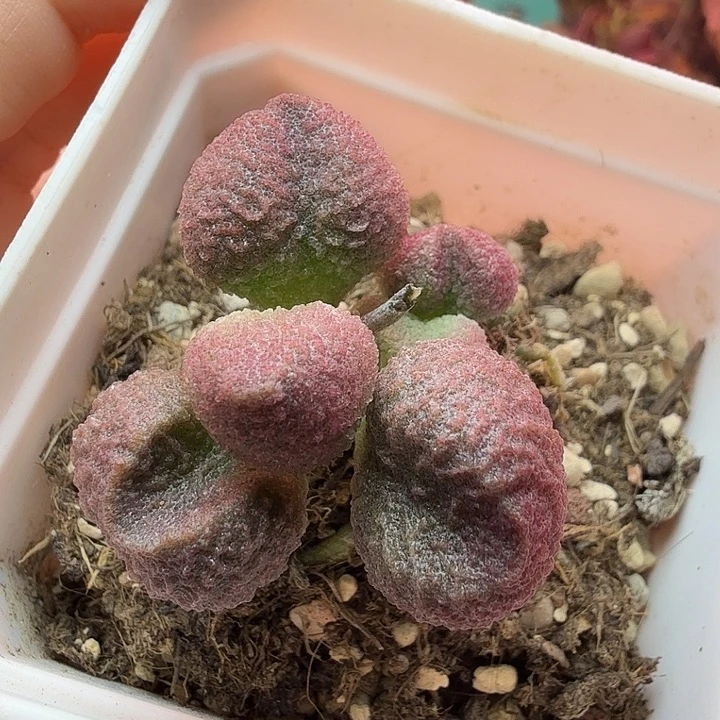 水蜜桃。