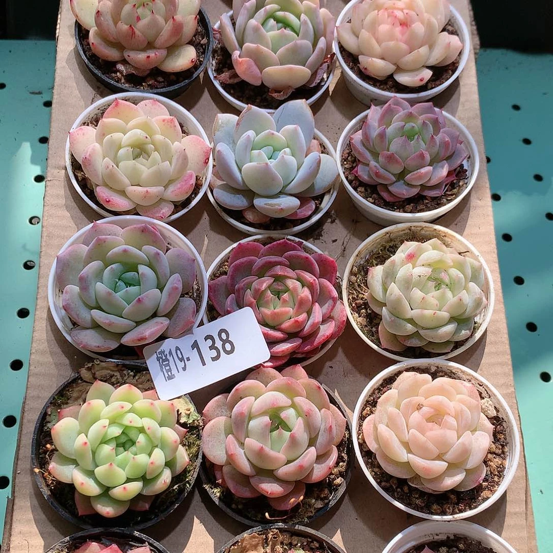 19-138一物一拍带盆18颗。