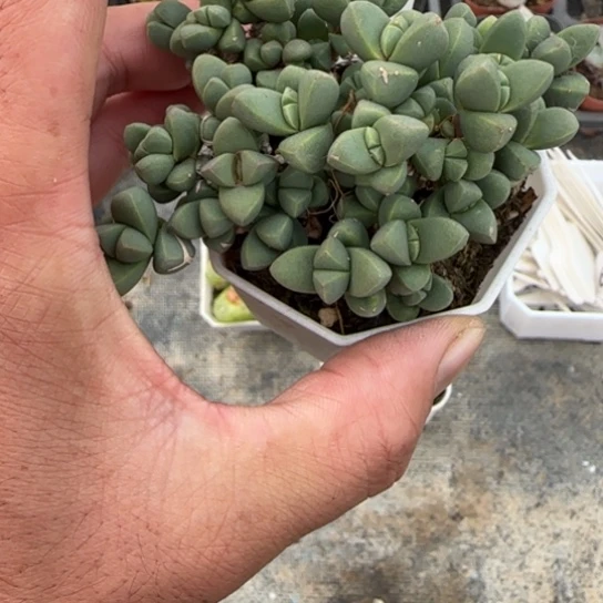 147多肉多肉植物多