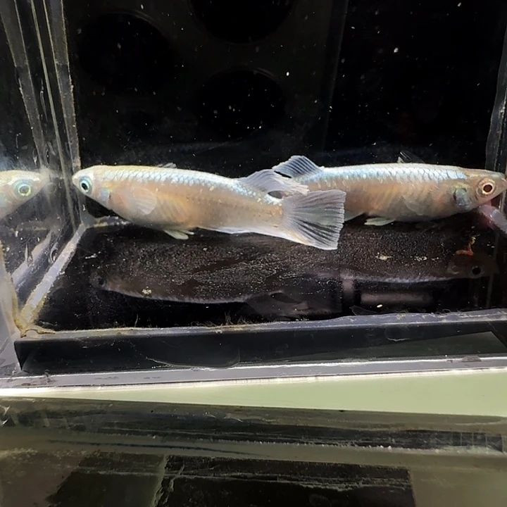 青鳉鱼一物一拍553