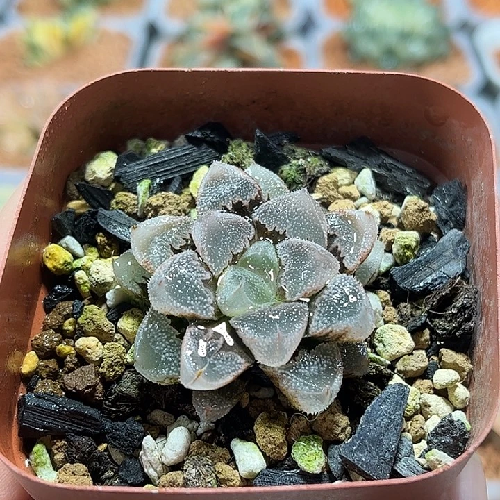 十二卷多肉全窗白帝城