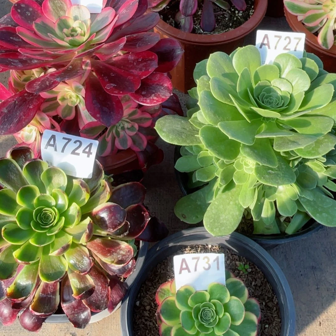 绿玫瑰727美杜莎729欧佳丽724送奶白731