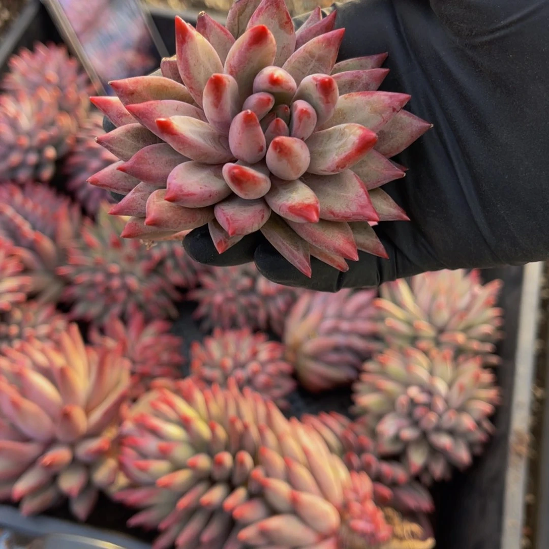 虞美人发货1月111