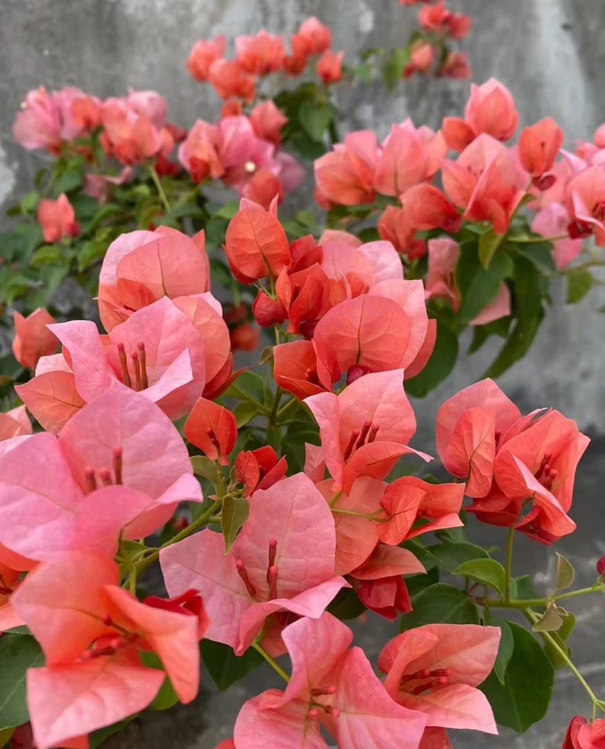 （带花不甜西瓜）包对版三角梅原生小苗袋苗福建漳州发货包品