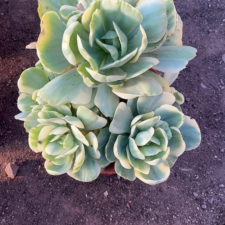 艳***碧桃锦群，一物一拍