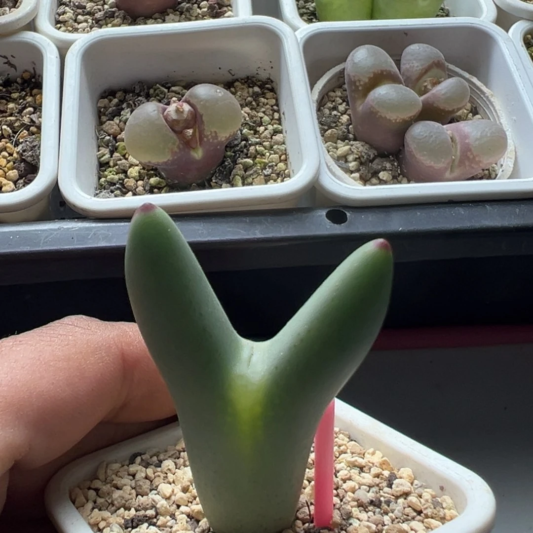 无花朵实生皮卡丘4