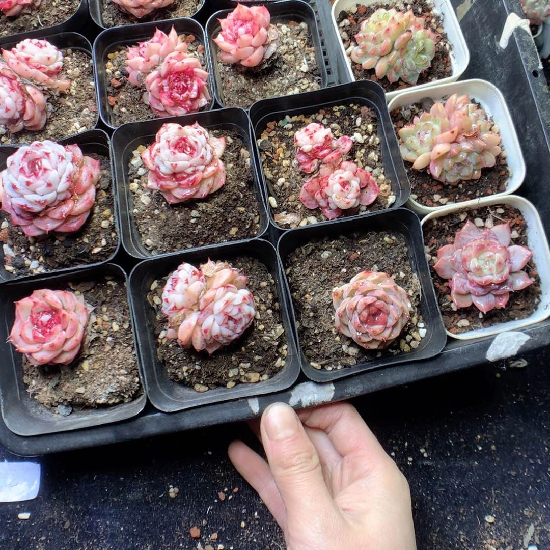 无花朵Q179。yyyyyyyyy