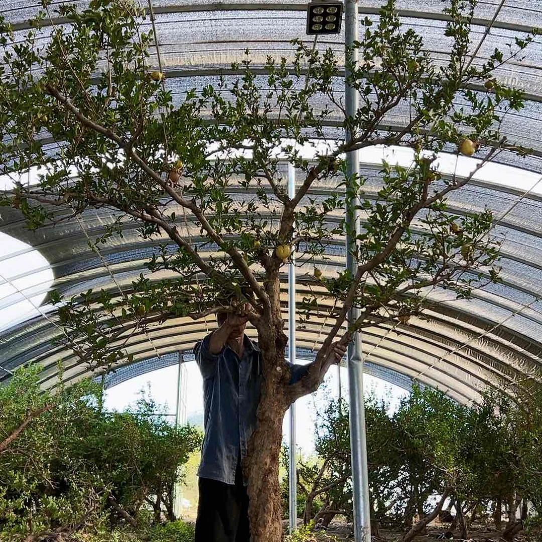无花朵健健康康快快乐乐