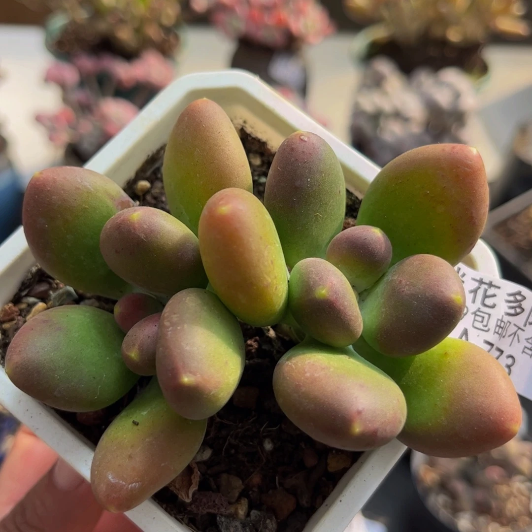773/8cm芒果奶苗多肉
