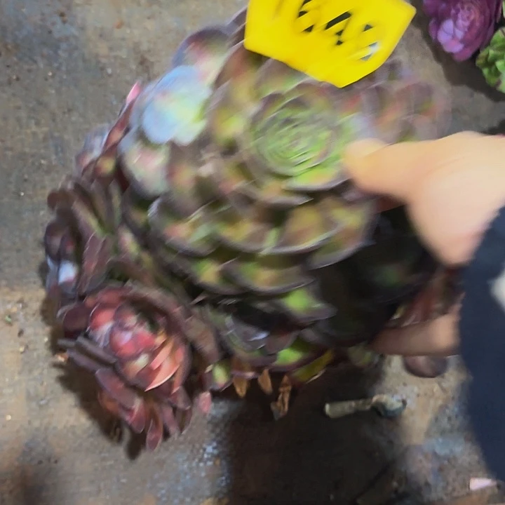 多肉植物福利1649吧