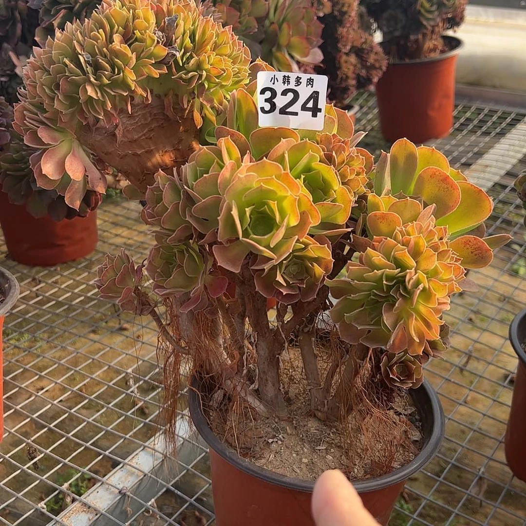 324韶秀缀化法师一颗