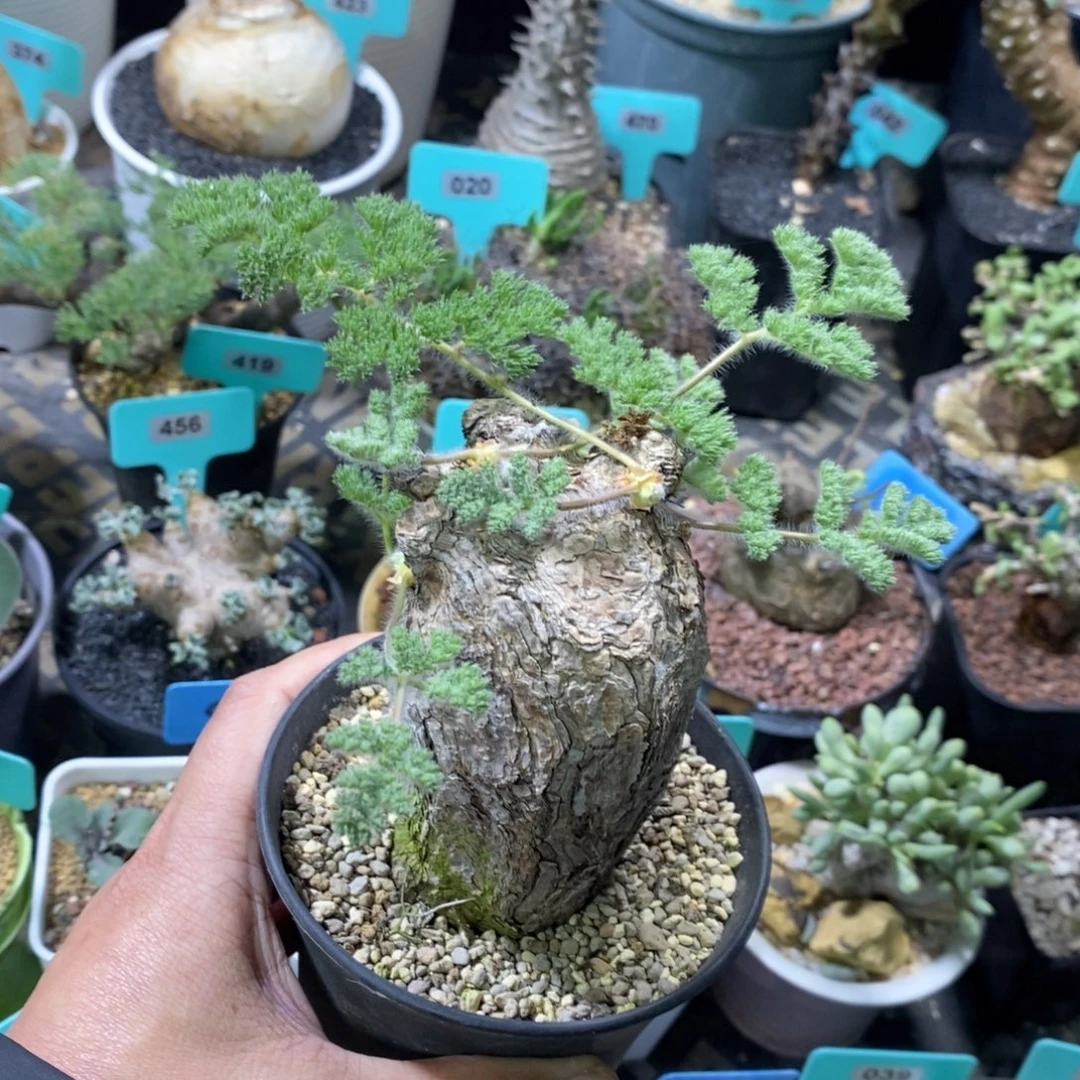 枯木杨奎多肉植物