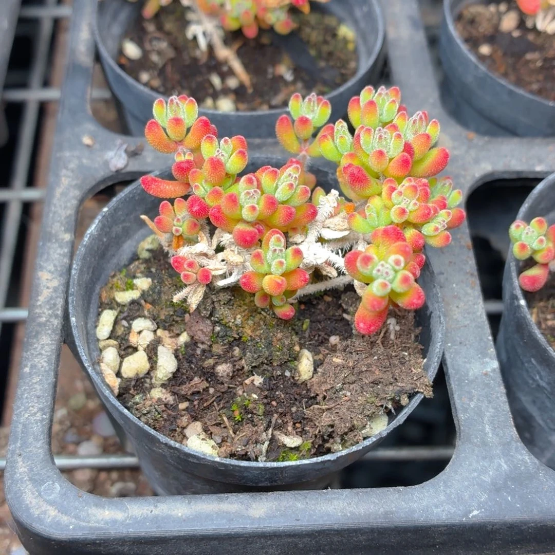 红宝石枝干多肉9.9包邮发货