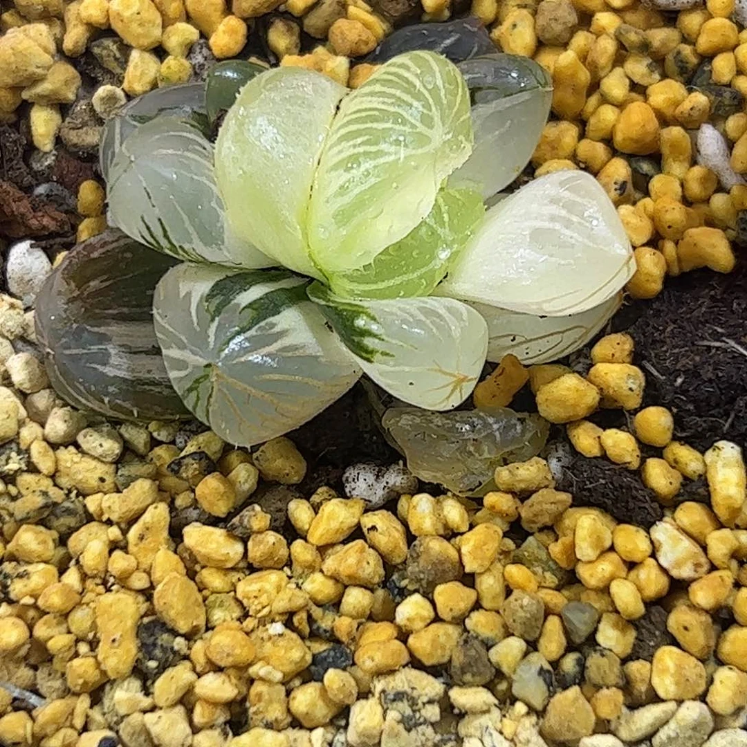红红火火恍恍惚惚