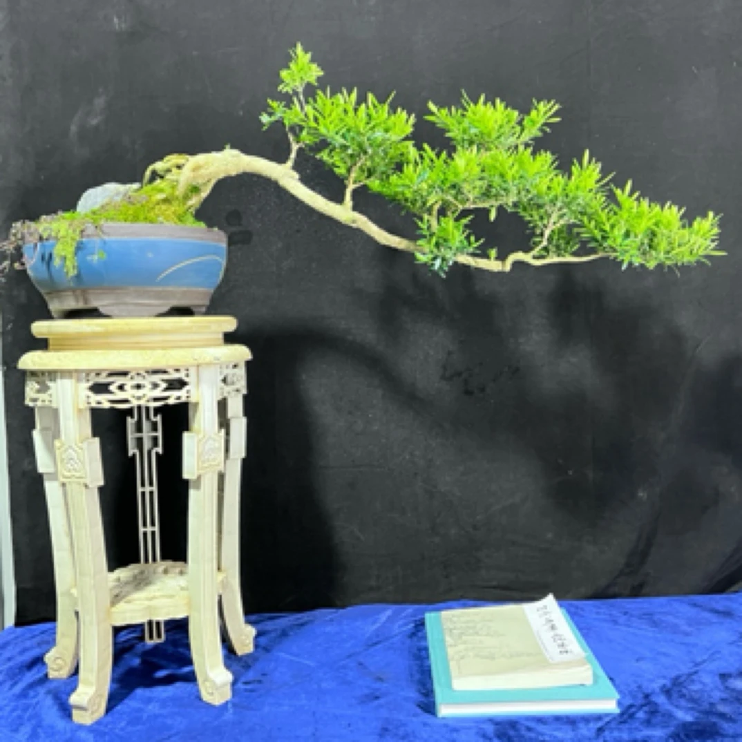 黄杨老桩悬崖临水式黄杨盆景客厅庭院阳台