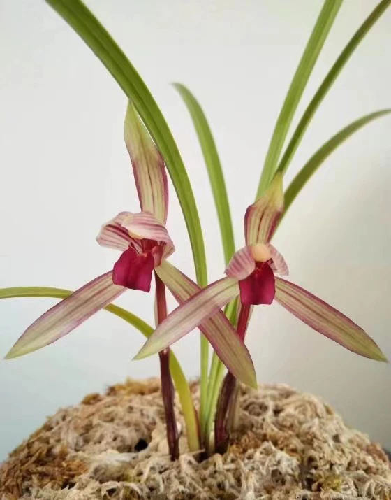 云南莲瓣兰滇红素