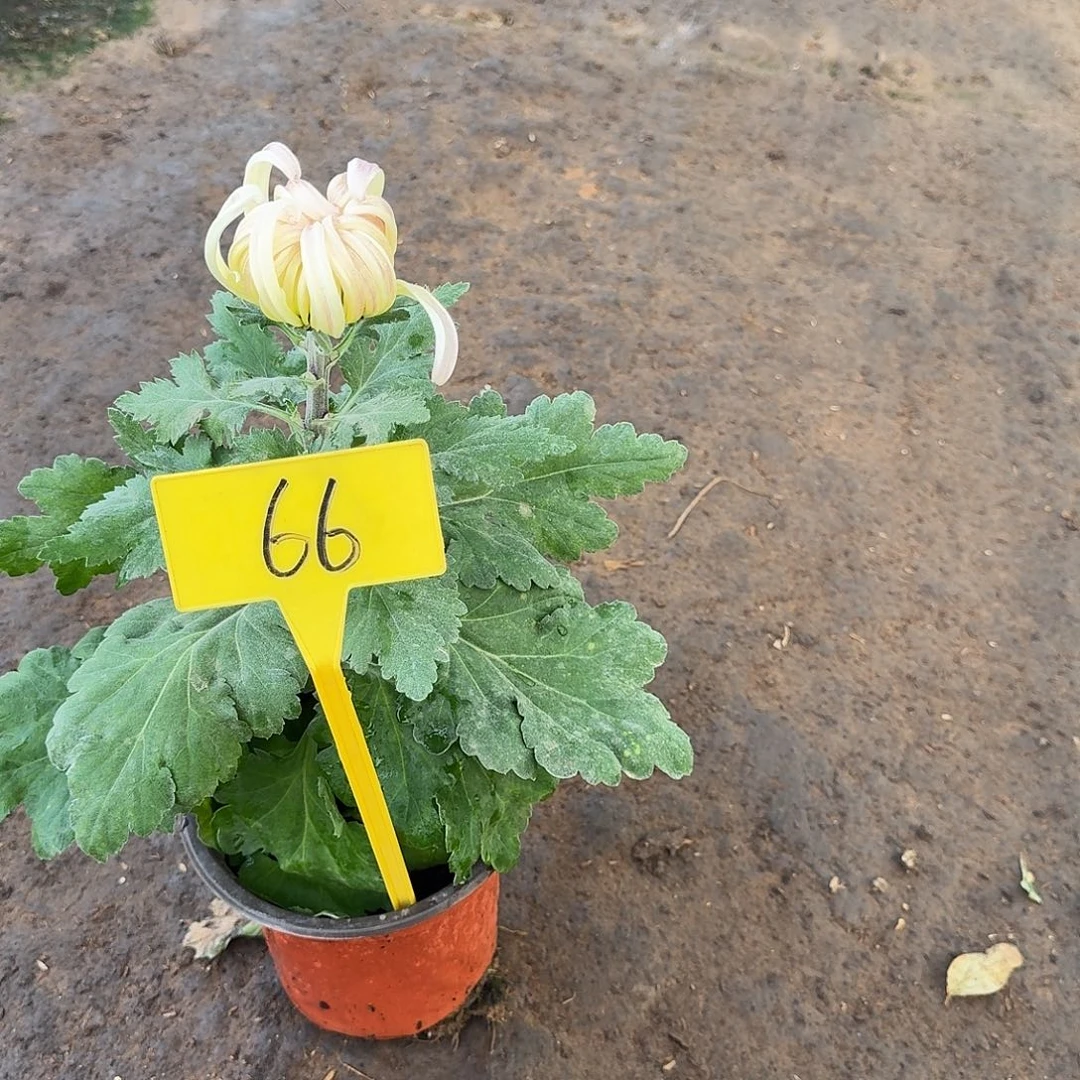 宛***卿大部分花苞少量开放66信