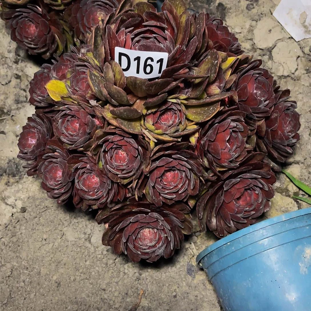 千面男爵32—5包邮