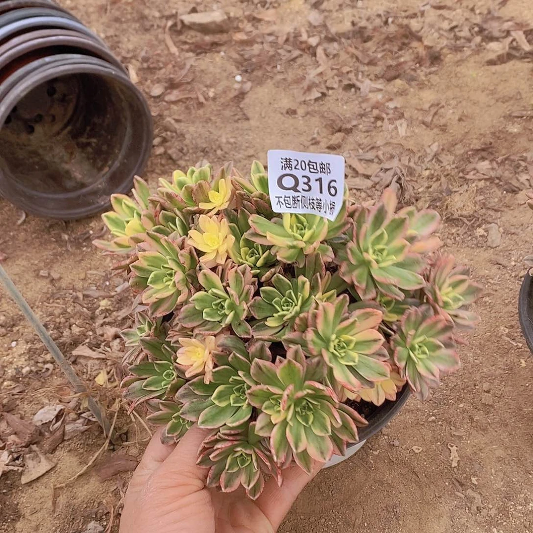 ?***?316甜茶多肉法师锦多肉