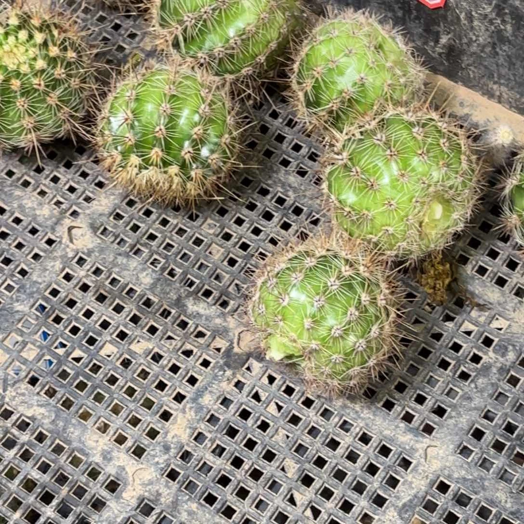 A30彩侧牙20包邮仙人球23