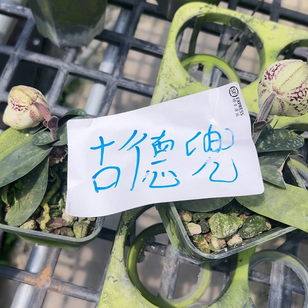 当前无花朵，栽培后可花朵d1836