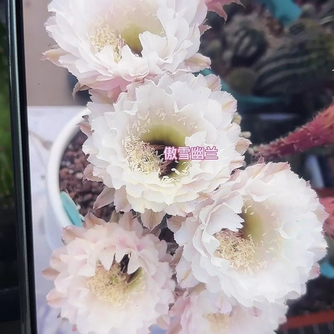 黑美人瑕疵瑕疵侧牙20包邮仙人球22
