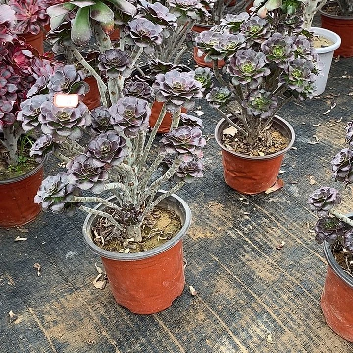 15，晚霞多肉法师多肉法师