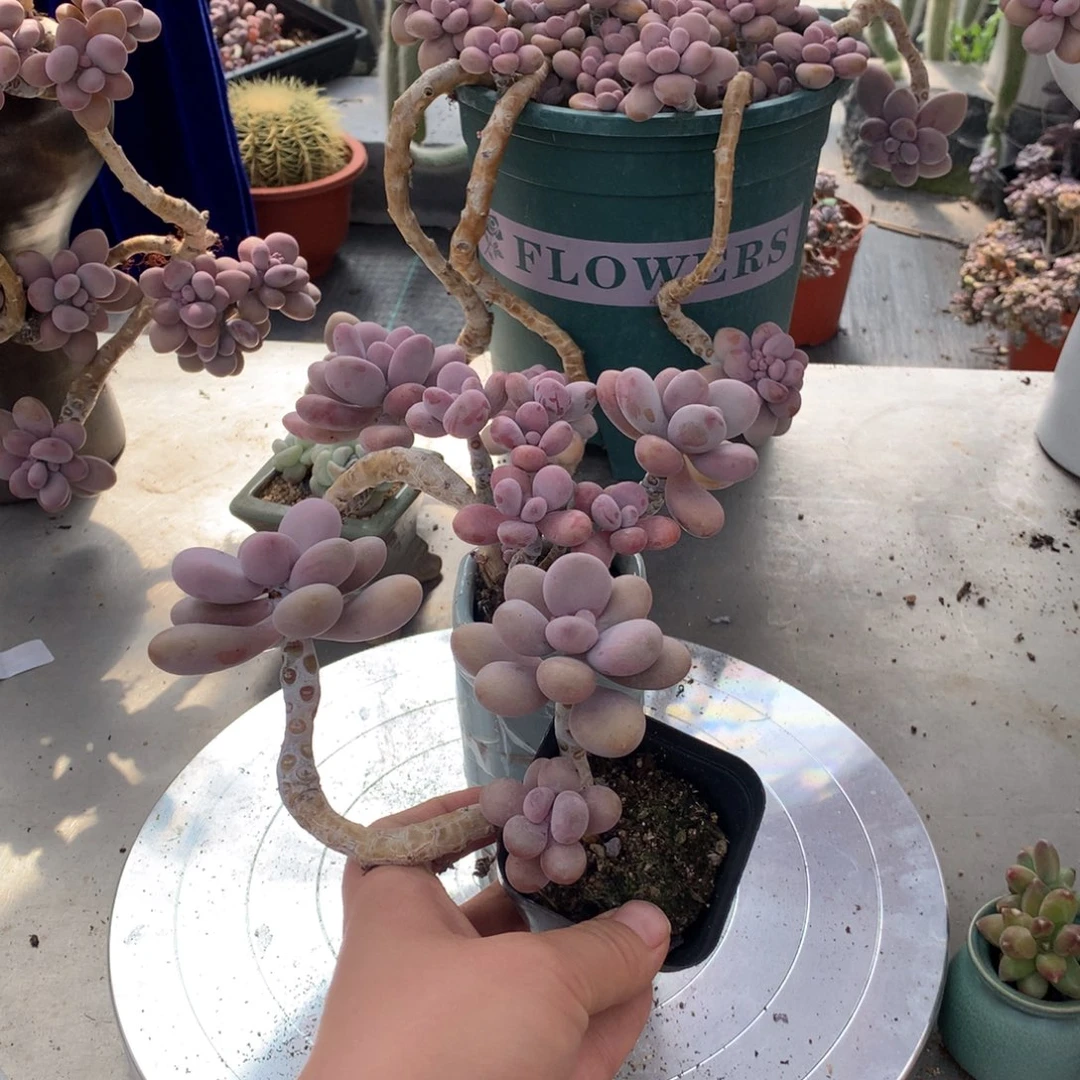桃蛋老桩两颗不带盆