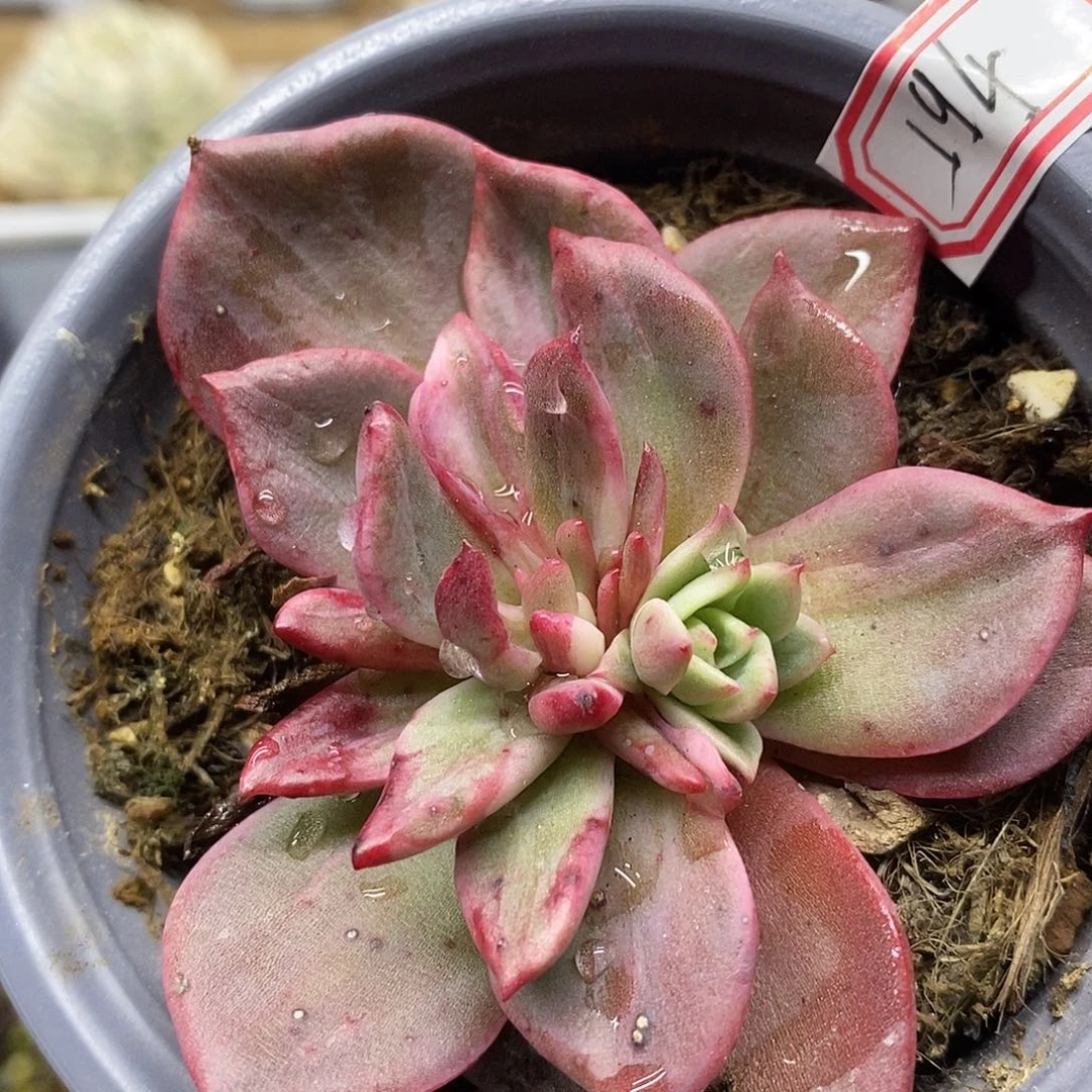 23194 东云花木兰覆轮锦