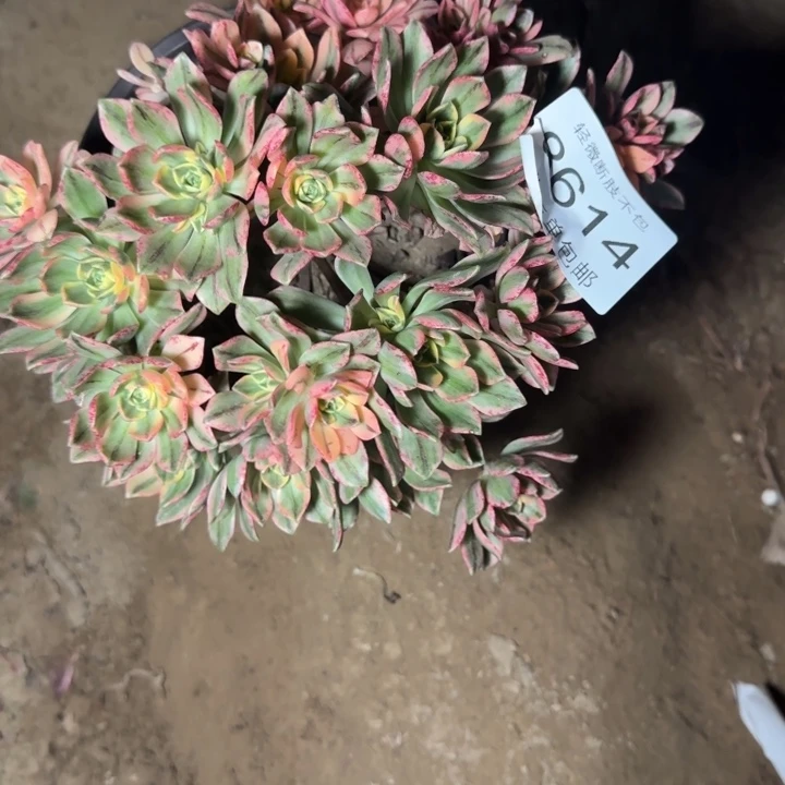 8614甜茶多肉植物