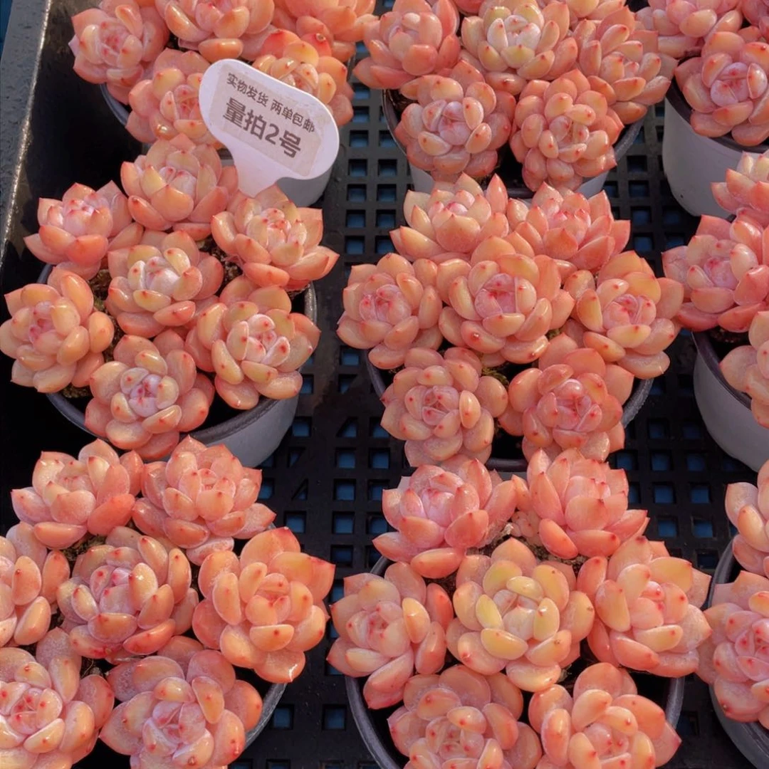 量拍2号冰透仙女橙单头七个