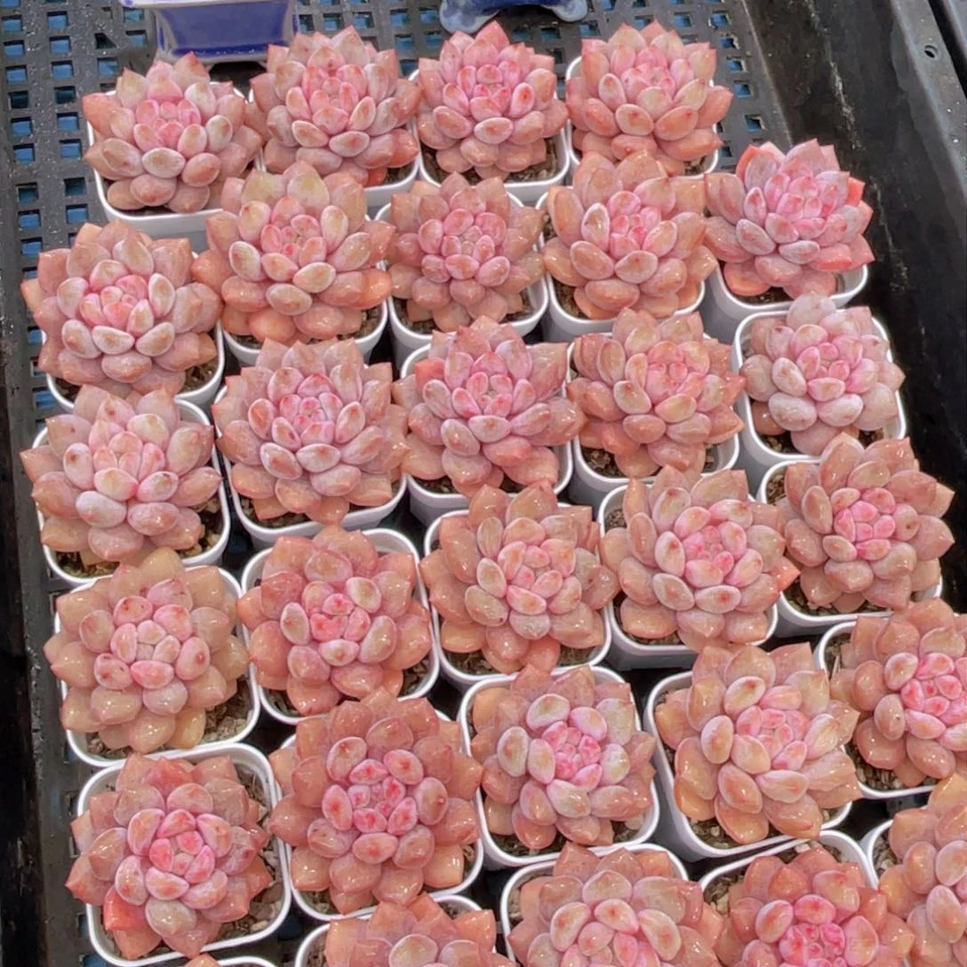 量拍44号新年福利优选半xia单头一个