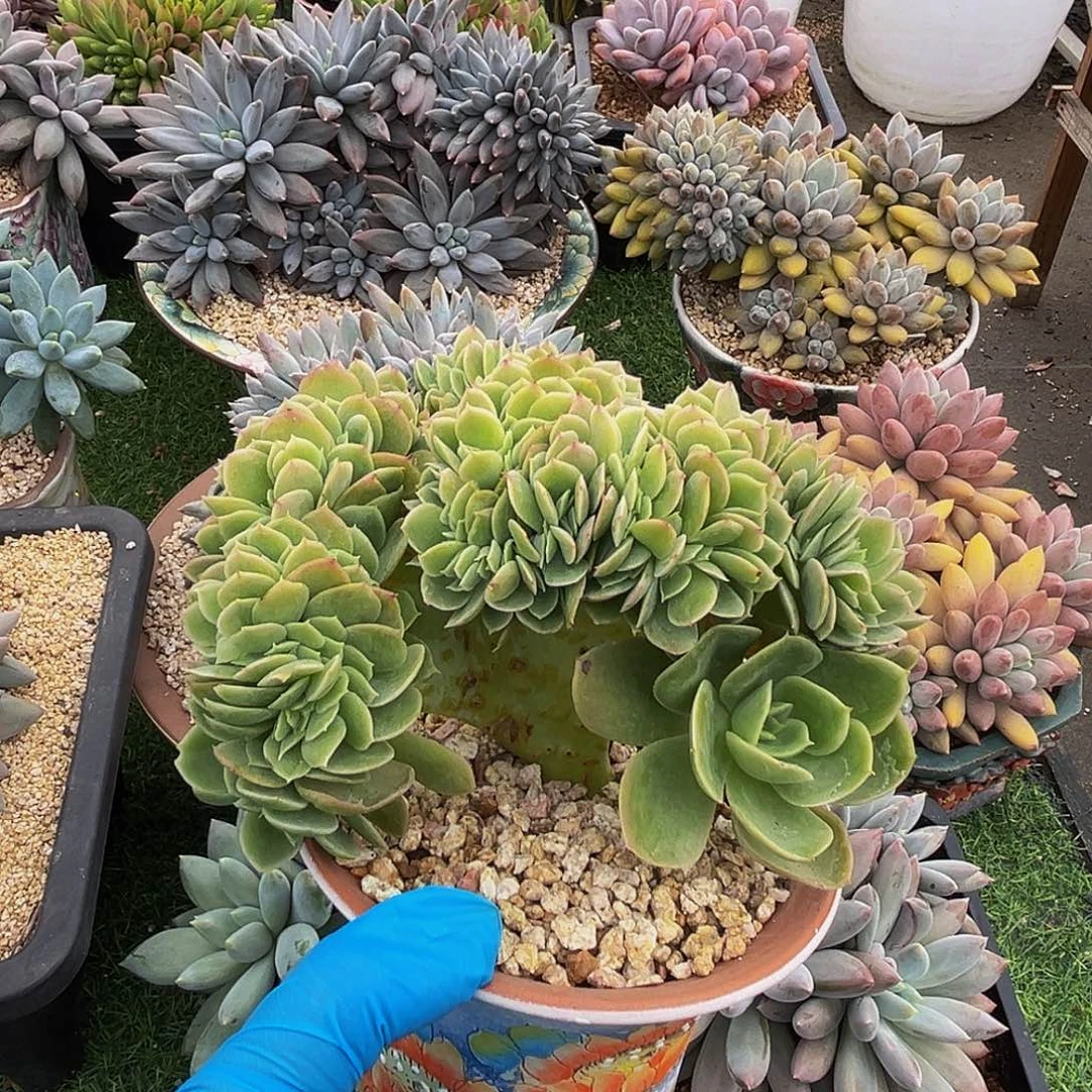 星娜塔整板一物一拍