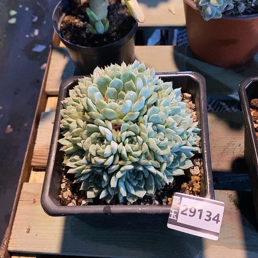 【闪购商品】杂29134