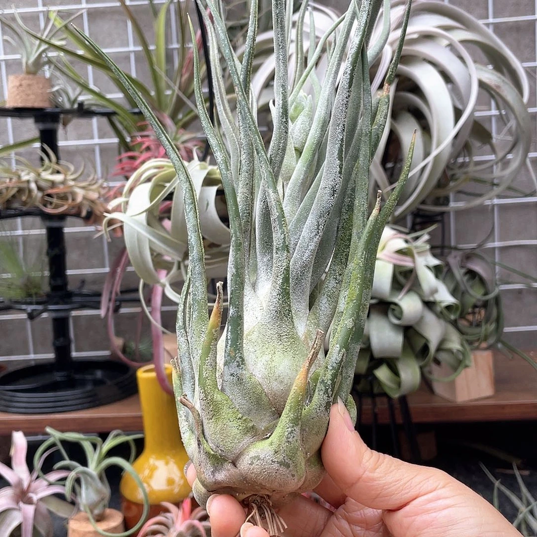 超大河豚70号 空气凤梨