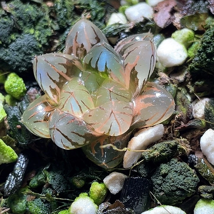 昏***晓798霓虹灯锦特选福利