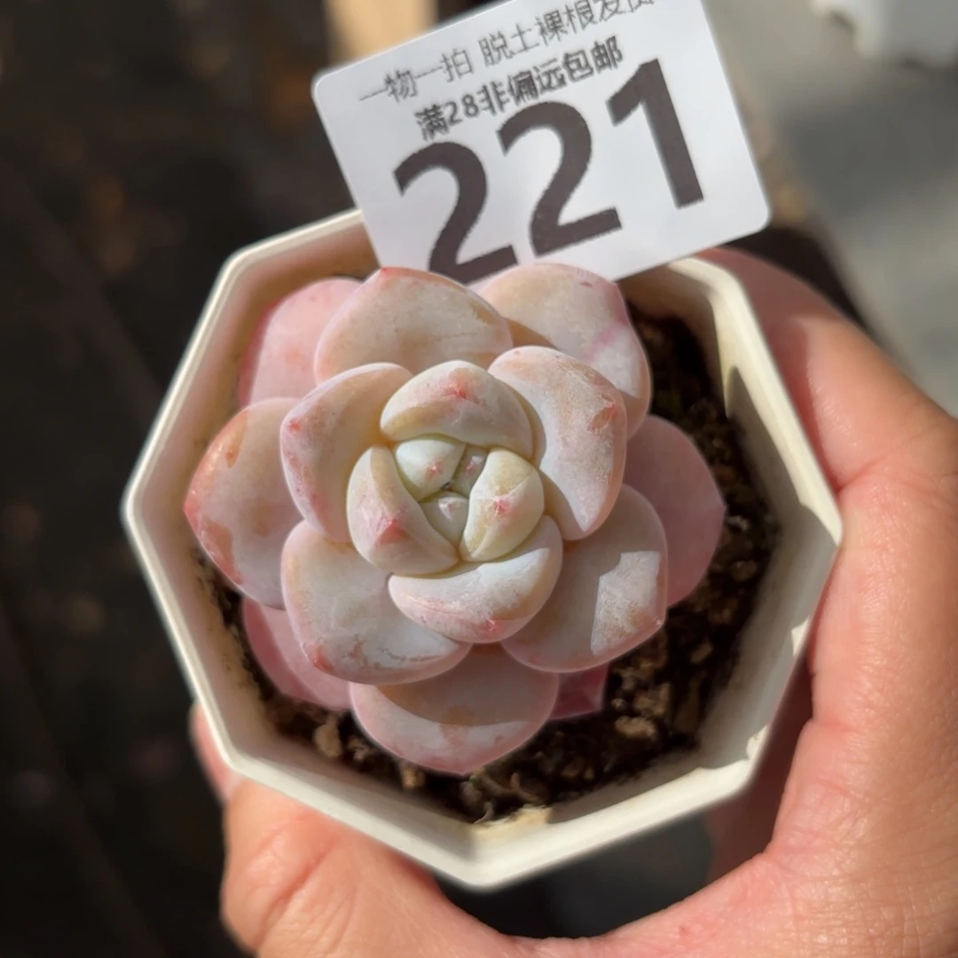 奶芙单头无盆土发货