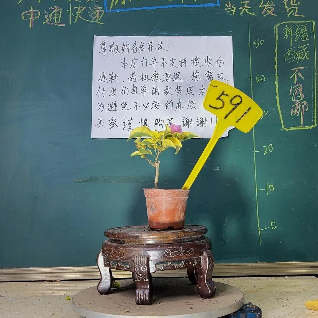 当前无花栽培后可以开花中国丽人掌中宝 591