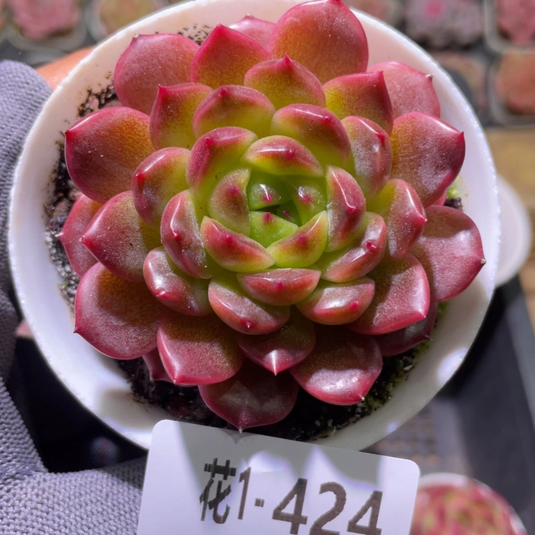 花利美1-424灵翠