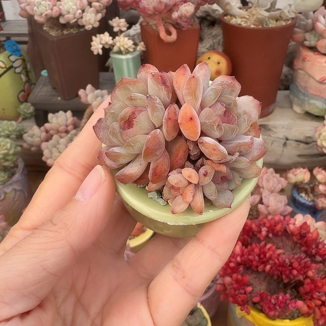 红恋 多肉含盆土 一物一拍