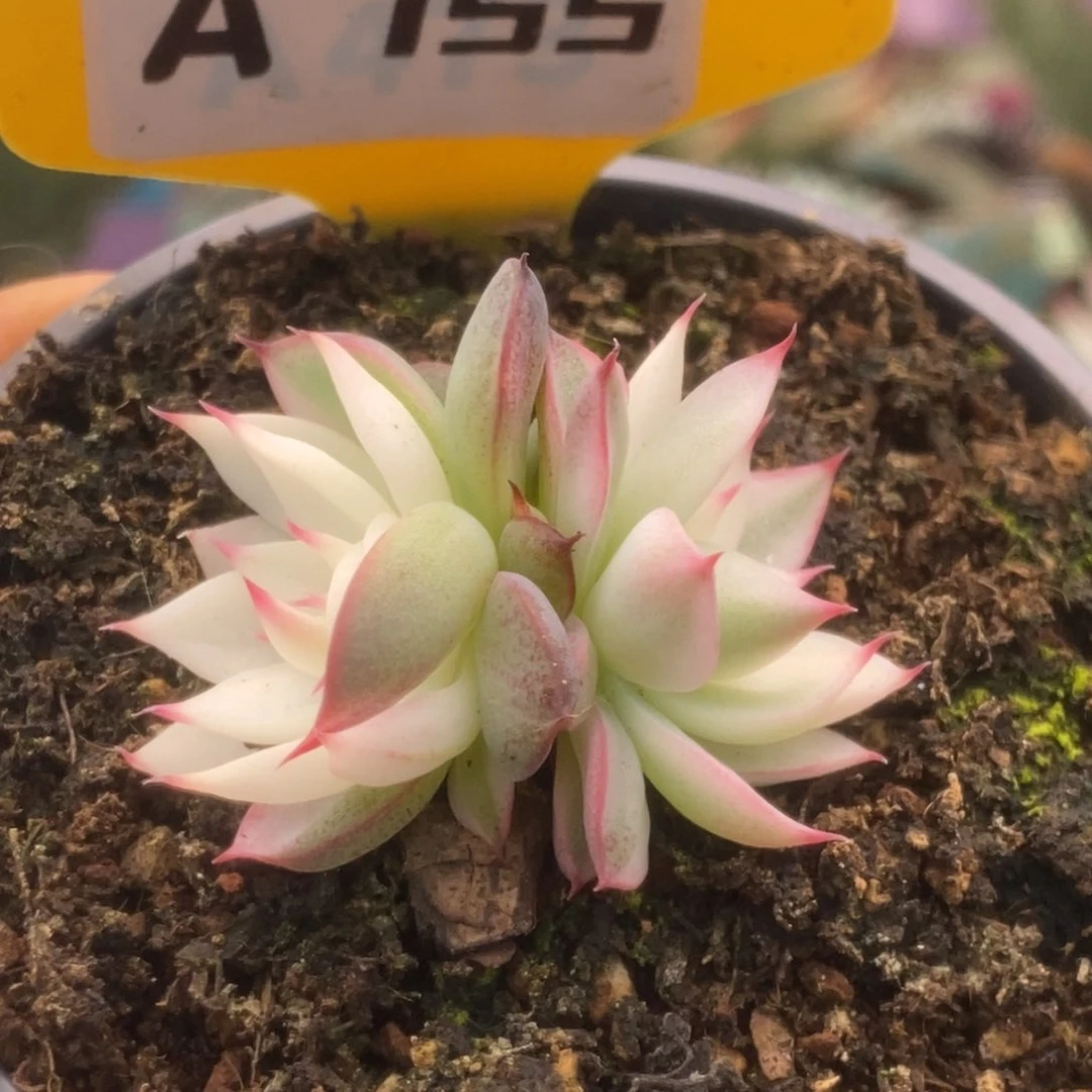 755锦锦锦锦锦锦锦