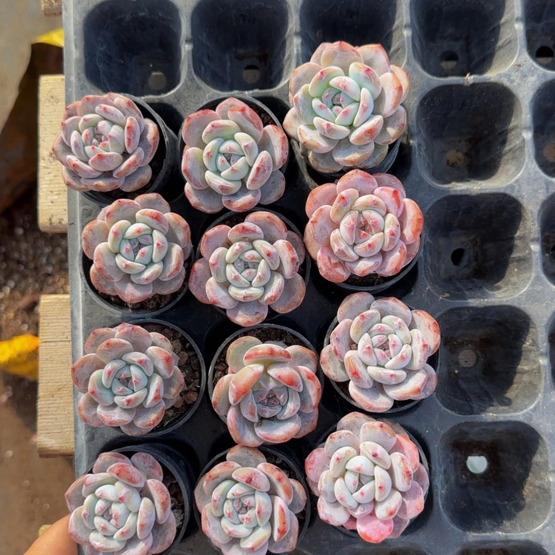 268号一物一拍特价福利