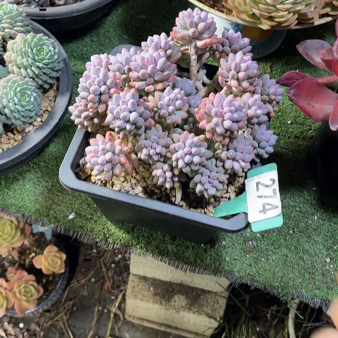 哎***哟手指多肉植物保护274