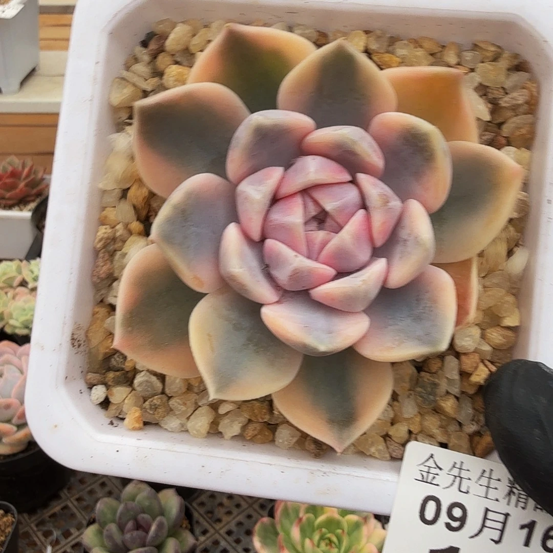 0916-103汉堡锦单头