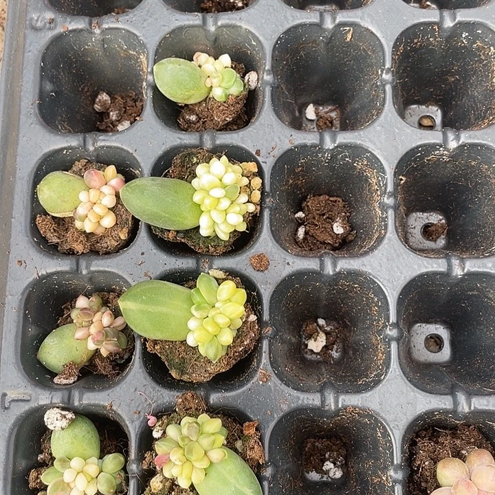 千代田锦随机发满18包邮