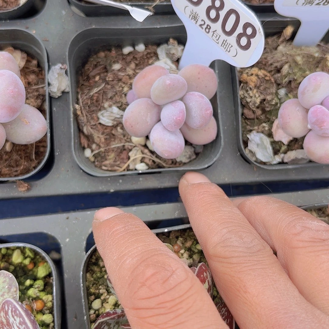 D808彩虹奶一欧一拍