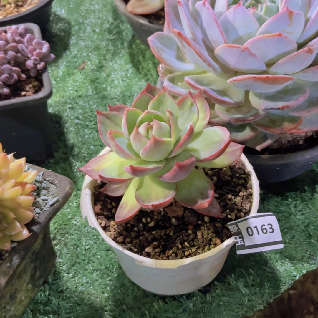 惊鸿仙子多肉植物0163