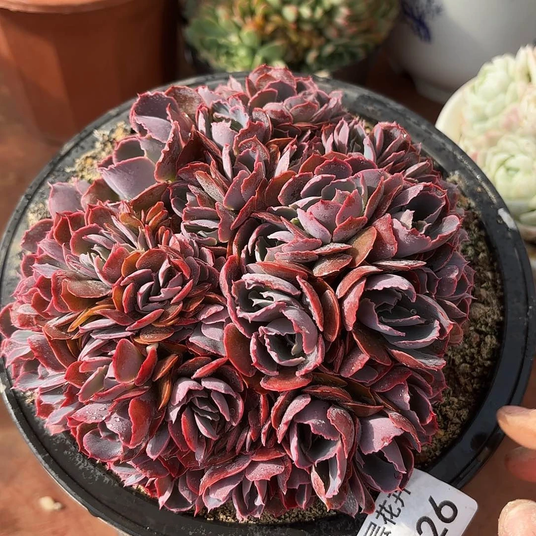 同温层多肉晚霞之舞缀226