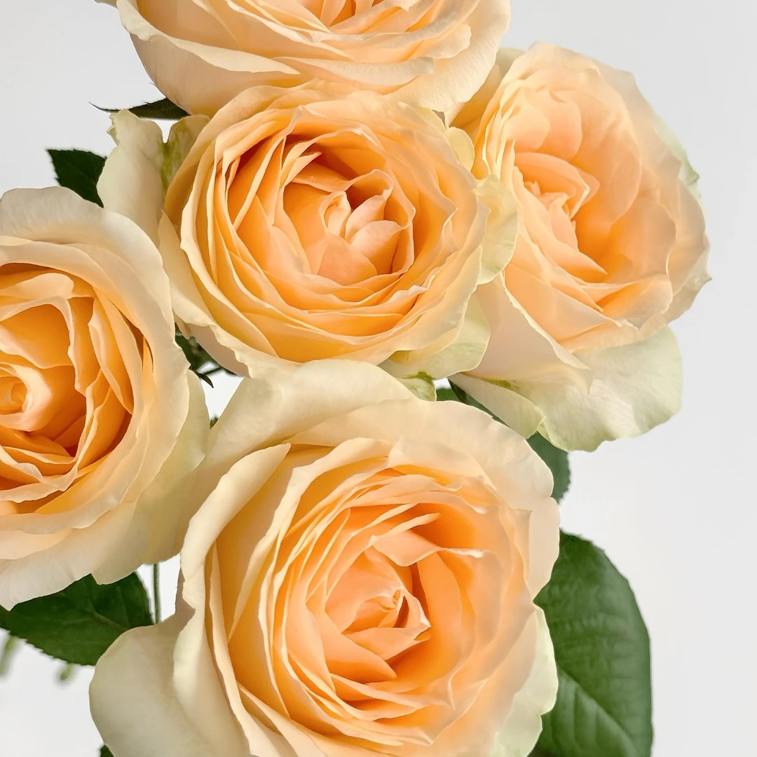 套餐35香槟10支+梦幻芭比3只+白色紫罗兰一把+黄色提卡小菊3支